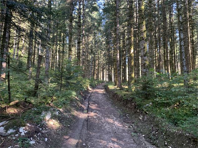 Sentier forestier - Maxime Michel