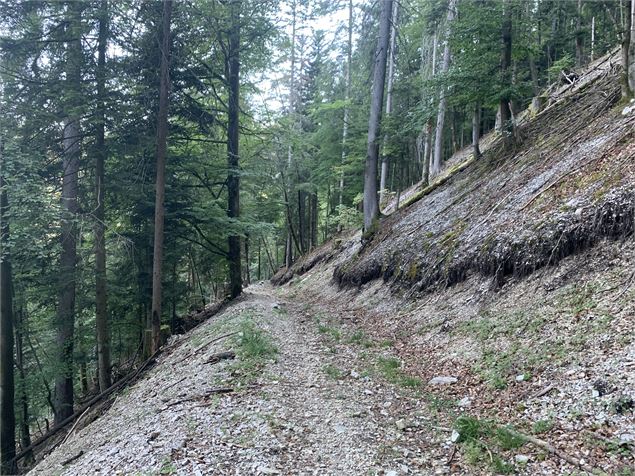 Sentier forestier - Maxime Michel