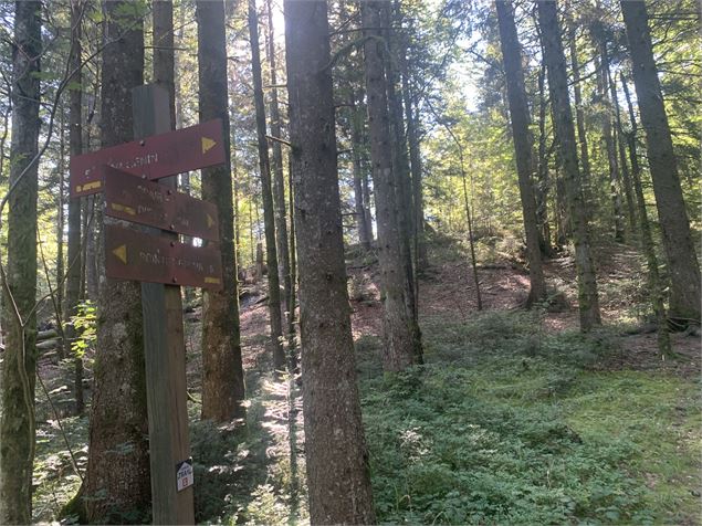 Sentier forestier - Maxime Michel