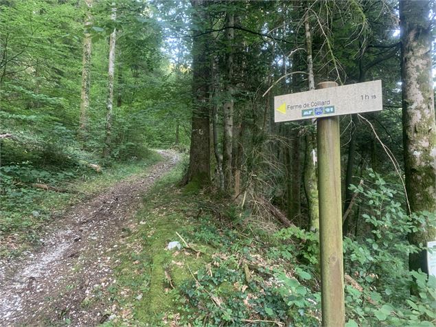 Le sentier de Colliard - Maxime Michel