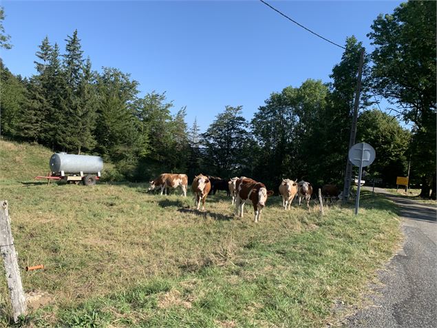 Le sentier de Colliard - Maxime Michel