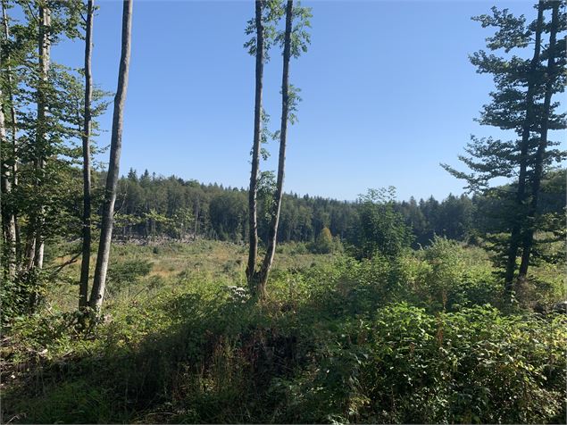 Le sentier de Colliard - Maxime Michel