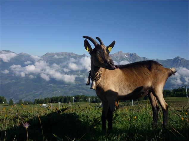 Chèvre à la bergerie du Rey - OT Peisey-Vallandry