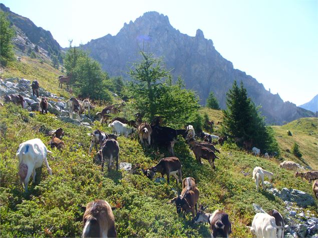Vue sur l'Aiguille Rousse - OT Peisey-Vallandry