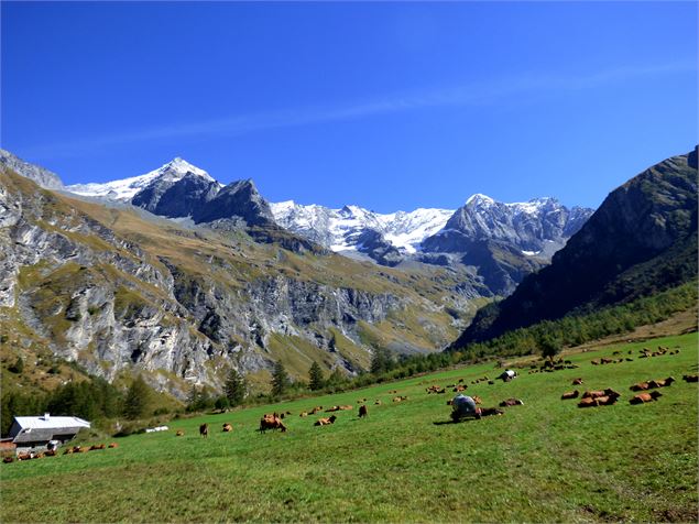 la culaz - Sahra Ronc