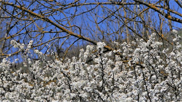 Le Verger de la Balastière - MNPC