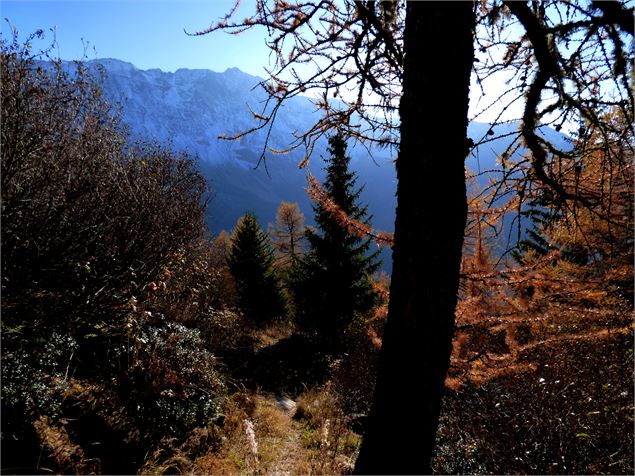 bois du Barmail - mnpc