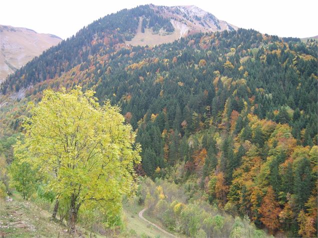 Le Vallon de Bellevaux - K.Mandray