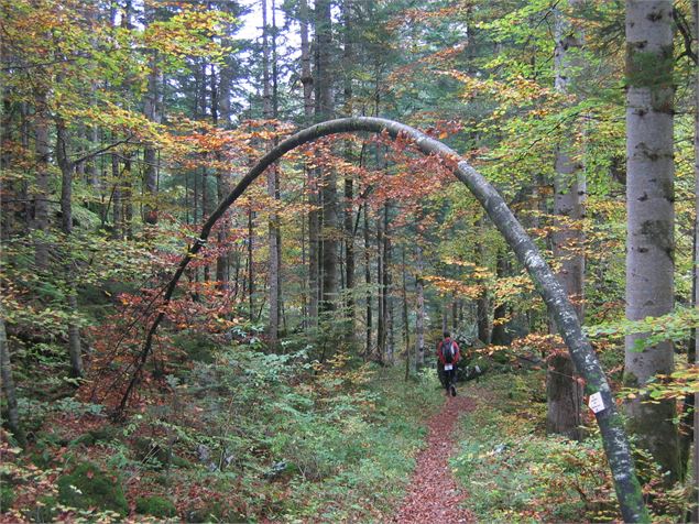 Le Vallon de Bellevaux - K.Mandray