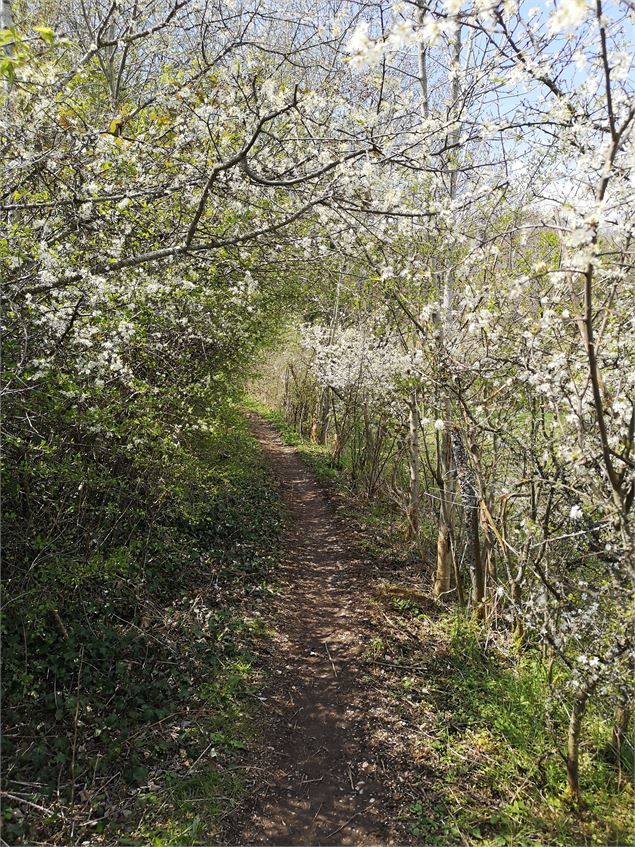 Les pelouses sèches du Mont Saint Michel - Grand Chambéry Alpes Tourisme