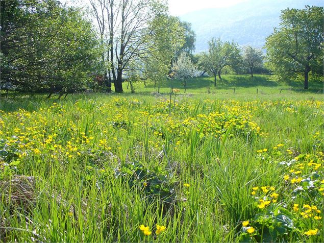zone humide de Monzin - Didier Gourbin/Grand Chambéry