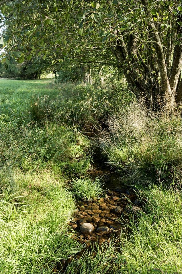zone humide de Monzin - Didier Gourbin/Grand Chambéry