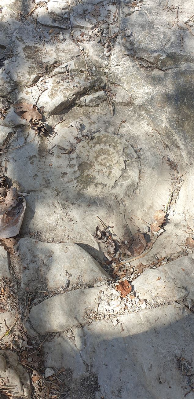 ammonite - pauline guelle-germain