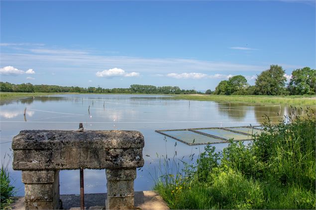 Etang de la Dombes avec un thou en premier plan - ©Claire Curt
