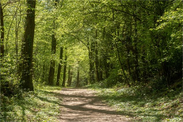 Forêt - M Zeilfelder
