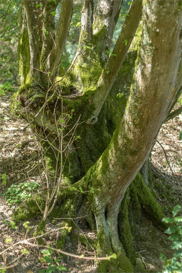 Arbre - M Zeilfelder