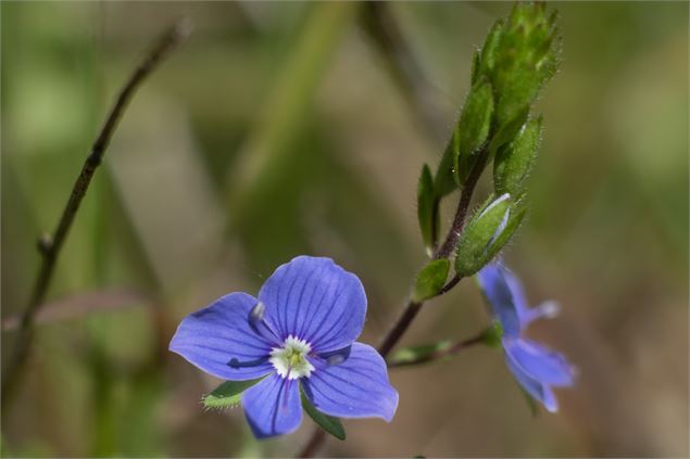 Fleur - M Zeilfelder