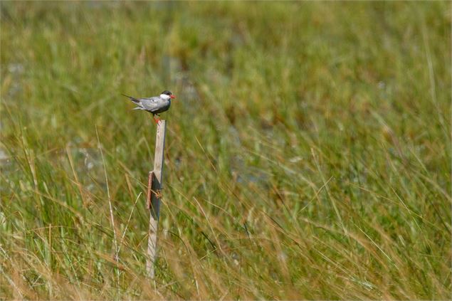 Guiffette moustac - M Zeilfelder