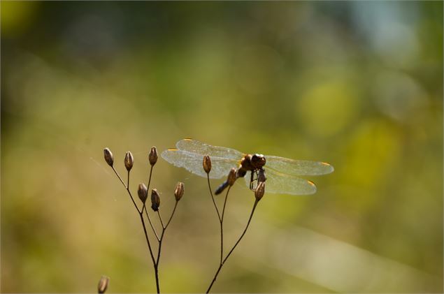 Saint Nizier le Désert - Pierre Jayet Photography