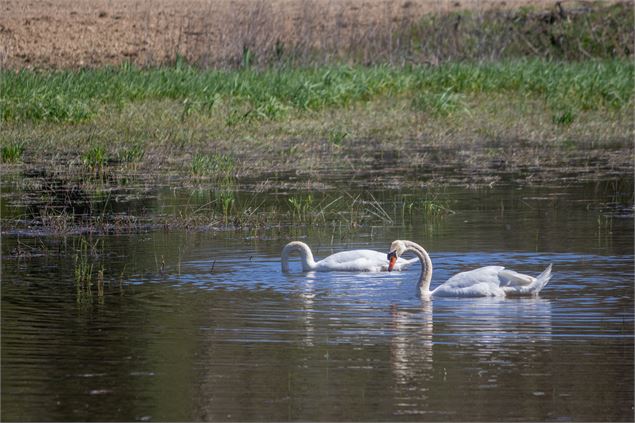Cygnes - Claire CURT