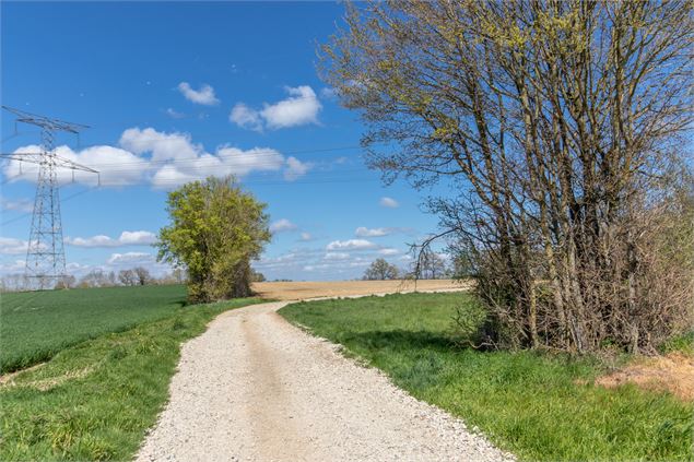 Chemin de campagne - Claire CURT