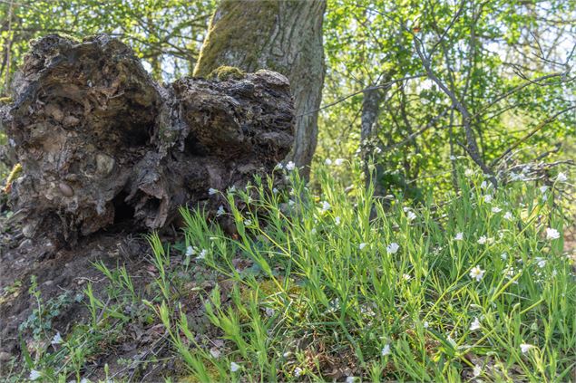 Fleurs - Claire CURT