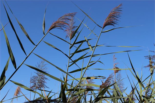 Roseaux - Claire CURT