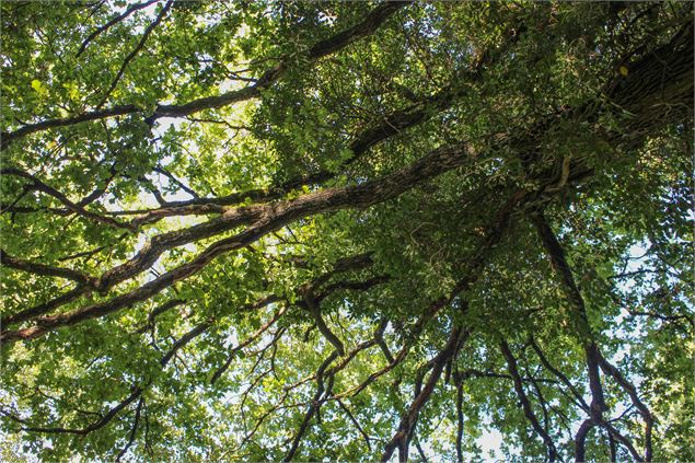 Forêt - Claire CURT