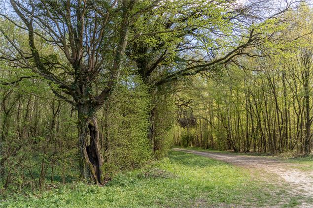 Bois Volet - Claire CURT