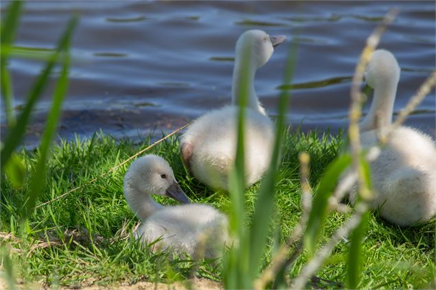 Cygnes - M Zeilfelder