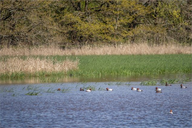 Etang la Levée - M. Zeilfelder