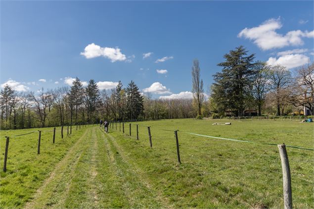 Chemin à travers prairie - M. Zeilfelder