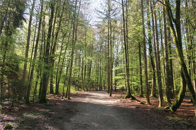 Les Dérèches - sentier forestier - Victor Demilly / Vallée d'Aulps Tourisme