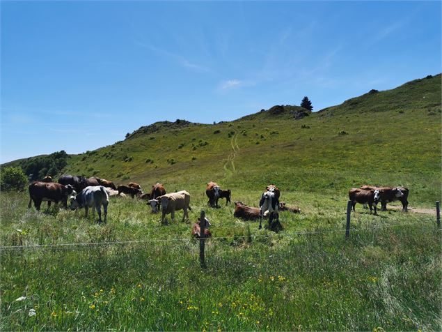 Vaches en alpage