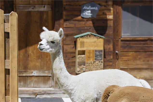 Alpaga - @241Production