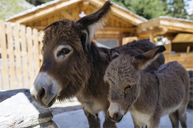 Anes - @241Production