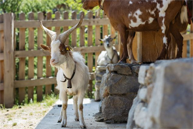 Ferme du Refuge de la Traye - @241Production