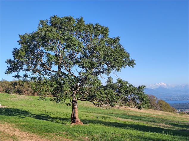 Le Mont Mourex - Anne-Marie Barbe