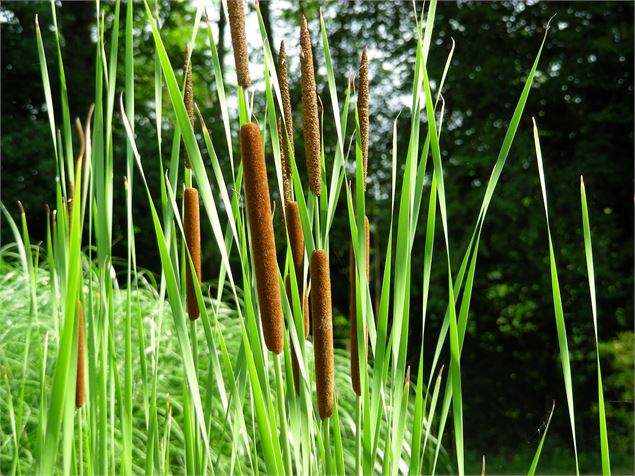 Jardins de Lornay - Jardins de Lornay