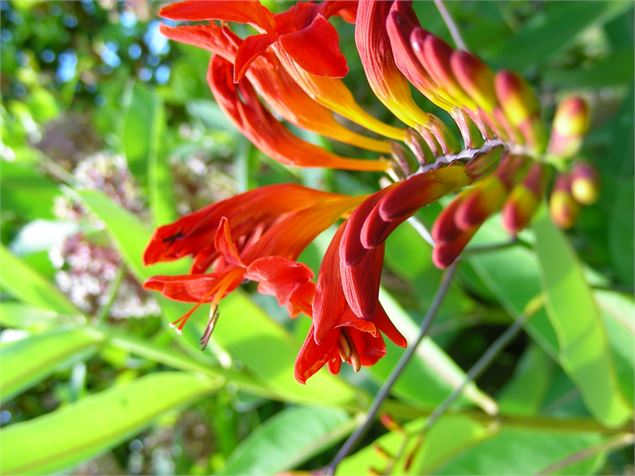 Jardins de Lornay - Jardins de Lornay