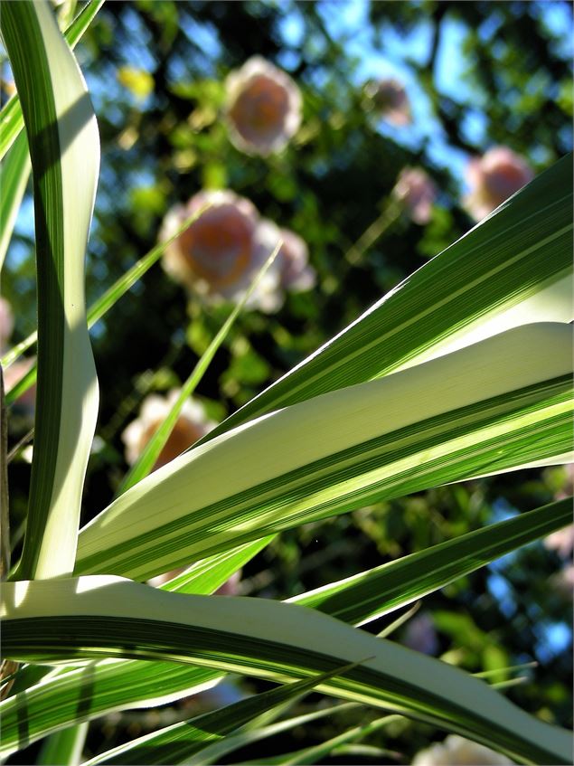 Jardins de Lornay - Jardins de Lornay