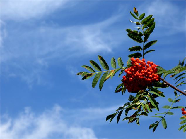 sorbier - H. Suret PNV