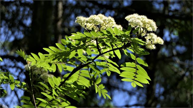 sorbier - H. Suret PNV