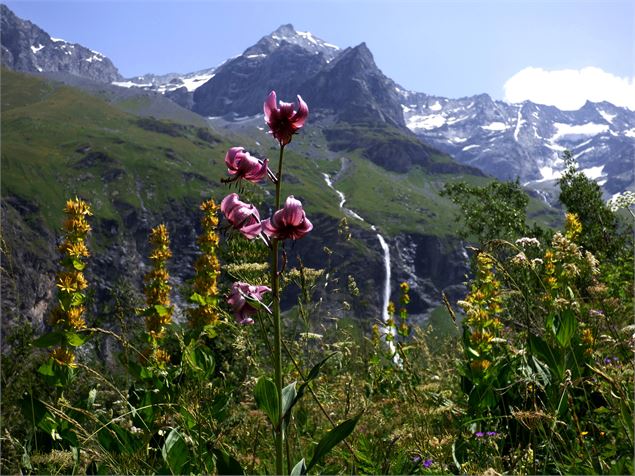 Cascade du Nant Putors + lis martagon - mnpc