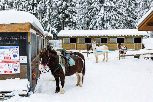 Balade Neige et Soleil - ranch nordique