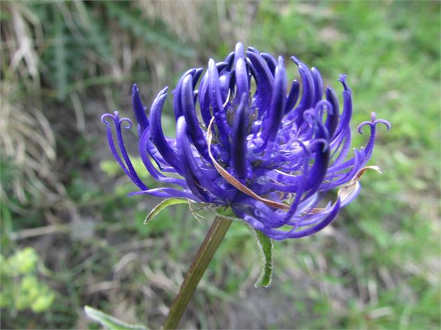 Itinéraire pédestre : grande Traversée des Alpes - GR 5 - Chardonnière - Samoëns - Refuge de Chardon