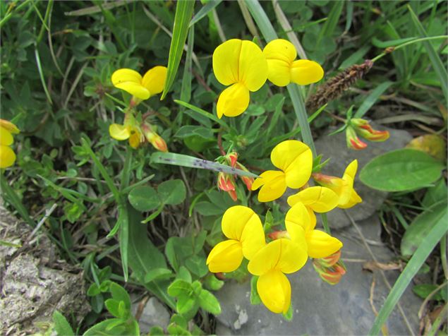 Itinéraire pédestre : grande Traversée des Alpes - GR 5 - Chardonnière - Samoëns - Refuge de Chardon