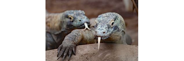Tropiquarium de Servion - Tropiquarium