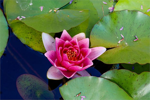 Nénuphars - Evian Tourisme