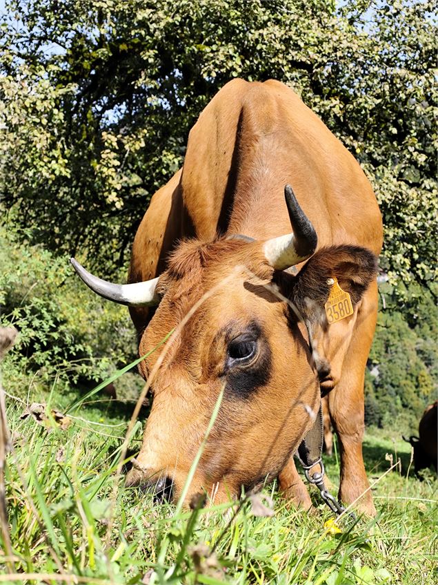 Vache dans le pré - © Inconnu